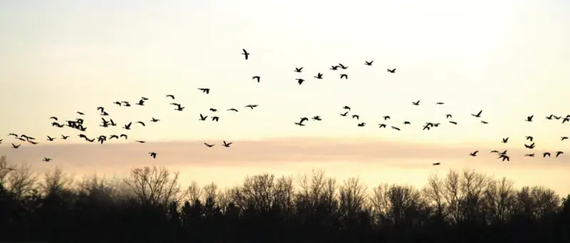 Birds over the horizon at sunset