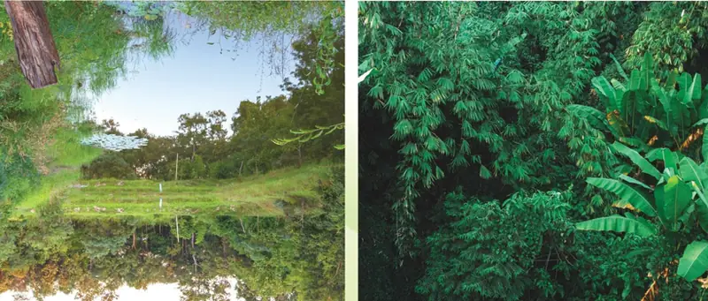Greenery and trees