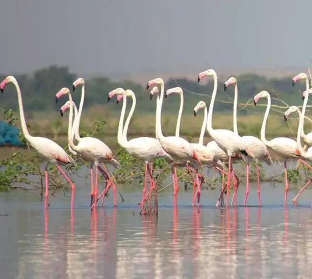 Flamingos wading in shallow water